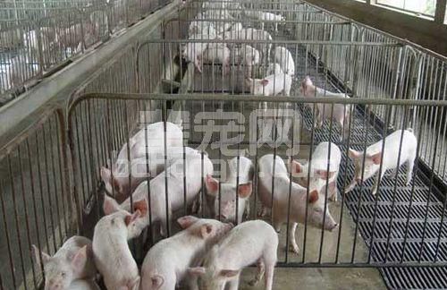 如何在较短的时间内育出肥猪？这一点你应该知道