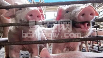养猪人注意！冬季这4种食物不能喂猪，不然损失会很大