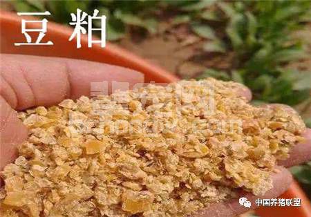 豆粕喂猪有“禁忌”，稍不留神会中毒，豆粕应该这样喂！