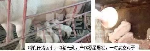 母猪生20个仔，但是无奶或奶水少！一招教你全部成活！