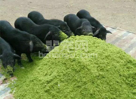 老猪农教下来的相猪法，有病没病一看一个准