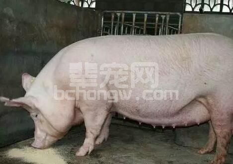 健康母猪怀孕后期的攻胎与仔猪初生重、初生活力的影响