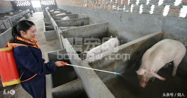 在农村养猪，建猪场做好这几个方面，再怎么养猪也不会生病