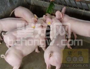 选育良种母猪，原来这么简单