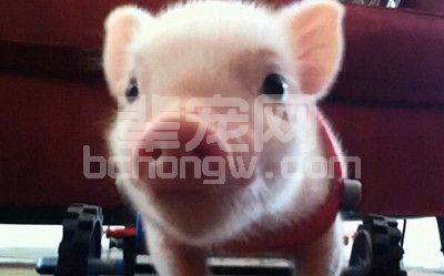 仔猪寄养你知道有什么优势和弊端吗？
