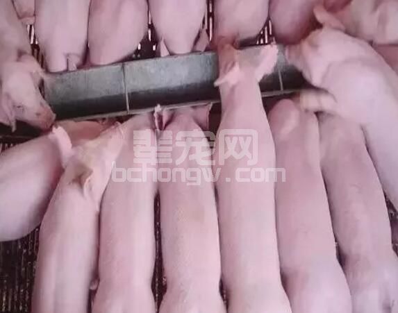 为什么别人的仔猪很健康，因为他比你了解这三个过渡期