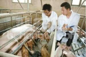 猪场管理实用干货——人工授精技术操作规程（下）