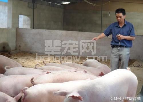 老猪倌养猪20年经验 教你选优秀猪品种养殖户只需照下面做
