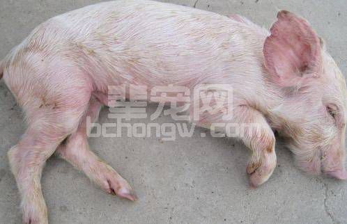 仔猪拉血？不同日龄仔猪腹泻大全，一定要收藏！