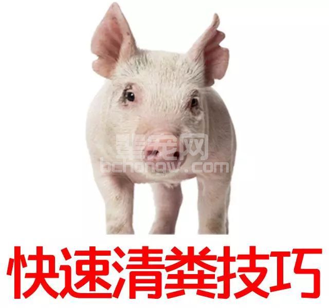 老猪倌教你清理猪场粪便的秘诀！每天能省1小时