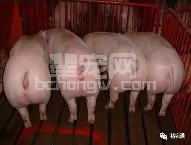 猪怎样才能长更得快？只要做到这四点想不长都难！