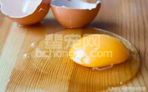 一个鸡蛋清抵几百元的兽药，效果超乎你的想象