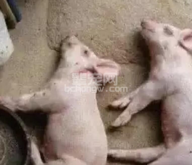 养猪场急救措施大全，每一条都可以救命！