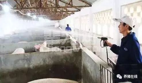 冬季养猪不可忽视通风与消毒