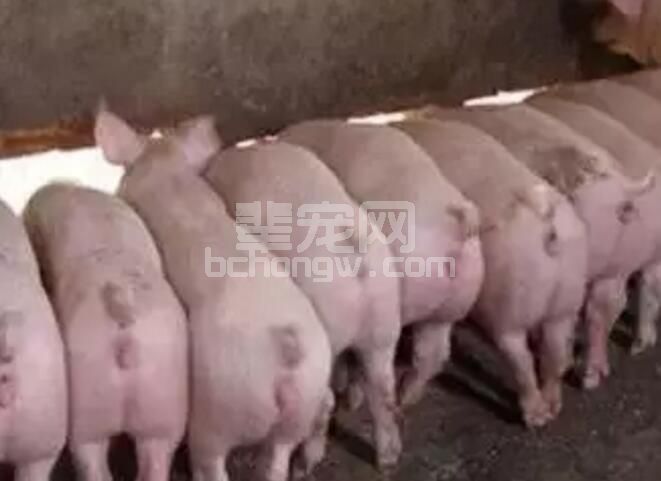 猪场管理：猪的推荐饲养密度
