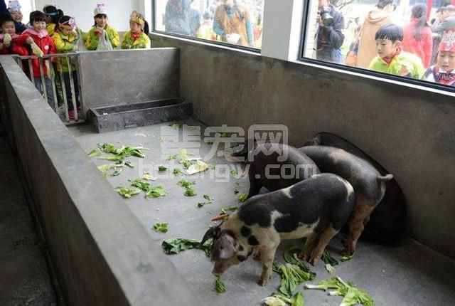 用了20年水泥地养猪，该认清楚其弊端了