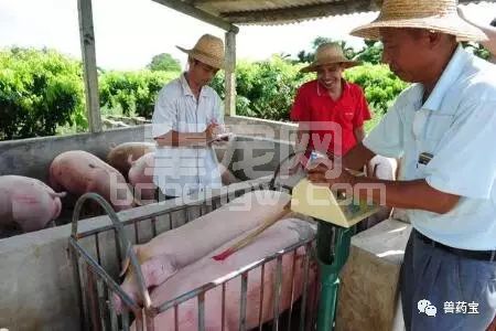 喂猪=喂饲料+喂点药？要想养好猪别只关注这两件事！