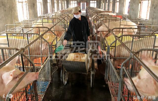四招提高养猪效益、降低成本，夫妻猪场管理成本最低