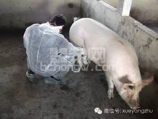 怀孕母猪的管理重点！简单实用！