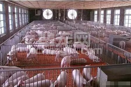 养猪过程中最容易犯这些错！你中招了吗？