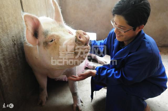 心不狠养不好母猪！这话是什么意思？