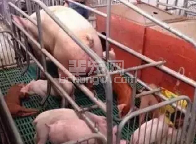 想要母猪每窝超产、多产仔，你就该了解这些知识！