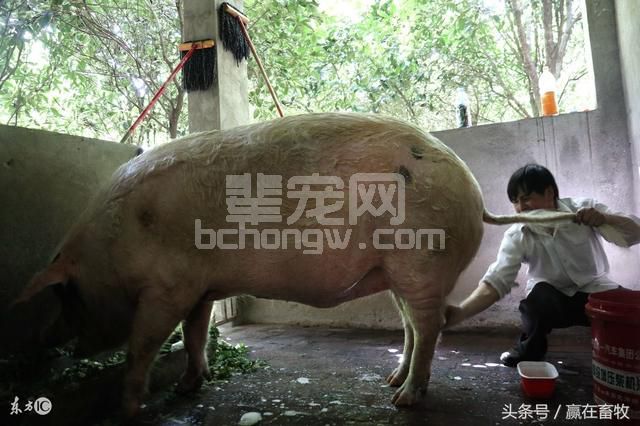 谈养猪：论猪洗澡的重要性，教你如何给猪做清洗消毒！