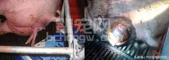 几种常用青绿饲料的选择，养猪人一定要会