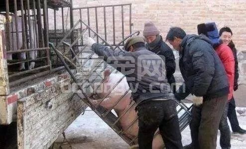 收猪人无意泄露5条收猪潜规则，原来猪农都是这样被坑惨的！