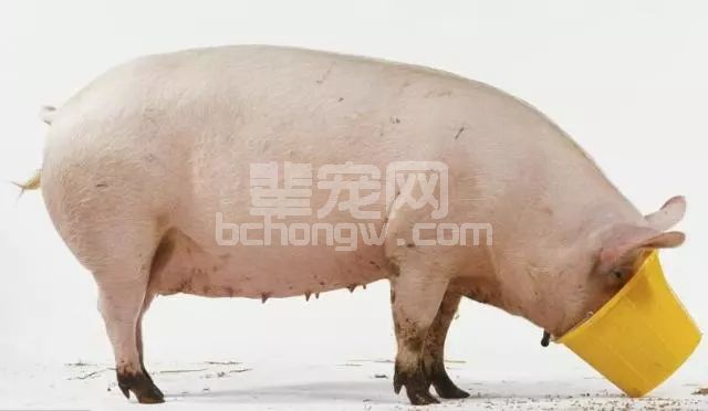 猪每天吃饲料，它营养均衡吗？