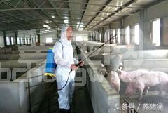 猪场产房母猪这个地方消毒不到，仔猪拉稀控制不住