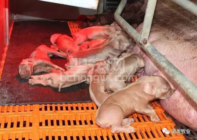 猪场这样实施批次化管理，每头猪可额外盈利90元！