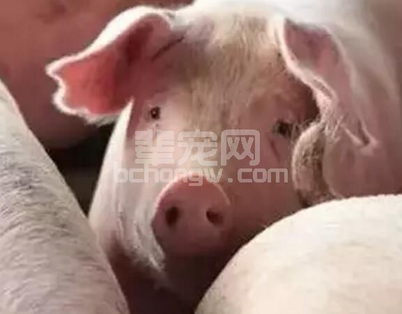 养猪增重、降低饲养成本有新招