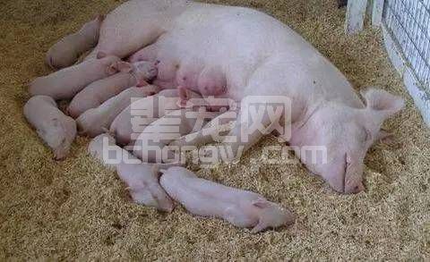 强！这才是缩短初生仔猪免疫空白期的最好方法