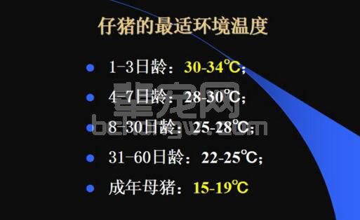 寒冬来袭，养好仔猪一定要注意这一点，提高成活率！