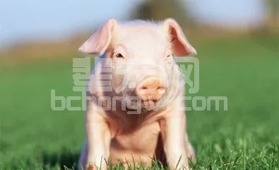 你以为这样做是为猪好？猪都死了你还不知道为什么！