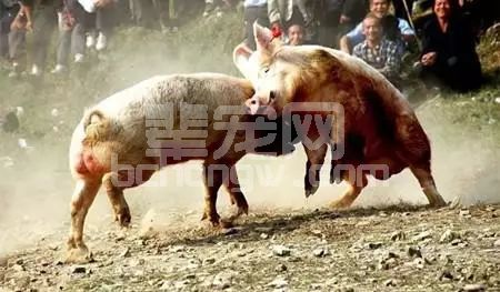 警惕！猪咬架后果很严重，不得不防！