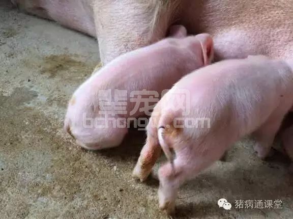 冬季仔猪腹泻的5大类型，每一个都不能忽视！