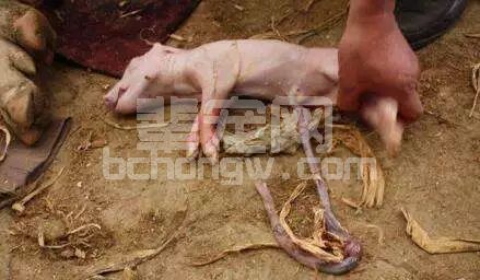 自繁养猪人的心头病，做好这一点不愁不赚钱