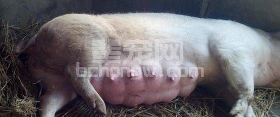 给母猪接生的正确姿势！实力干货