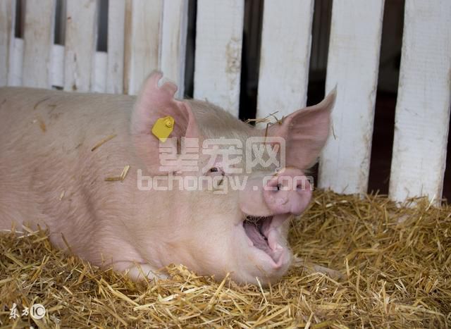 养20头母猪的散养户是什么水平？
