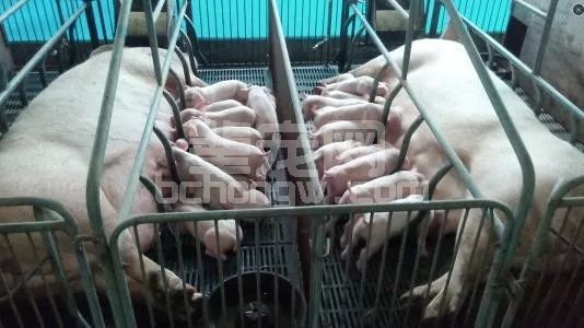 为何母猪屡配不孕、PSY降低，母猪也是有难言之隐！