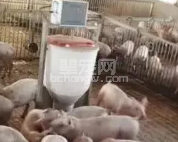 养猪用液体饲料有那些优势？