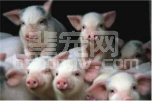 如何避免新购的仔猪突发“死亡”现象？