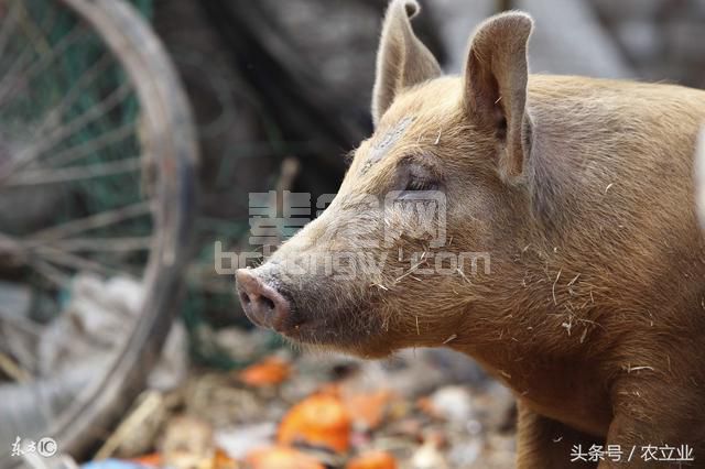 为什么说温度对养猪来讲非常关键？这里告诉你！