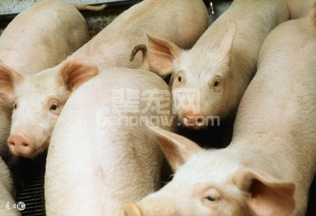 新型养猪人为什么不喜欢用黄安嘧啶，原因就是这么简单