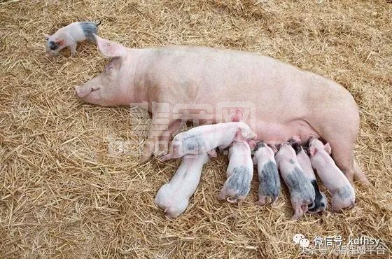 想轻松提高母猪产量，做好这9个措施就行了