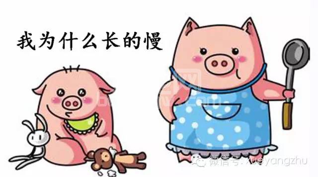育肥猪长得慢这8个原因成了罪魁祸首
