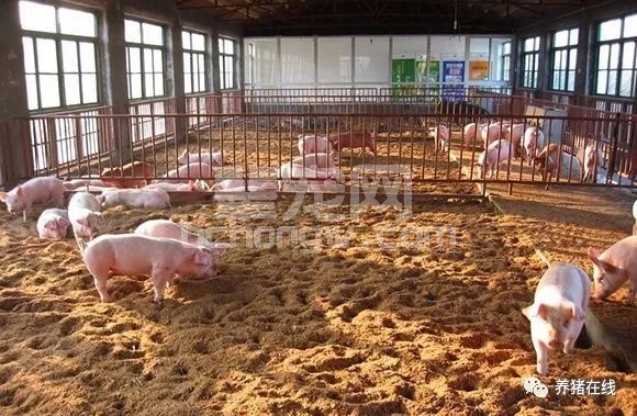 大老板们用的养猪办法，你符合几点？