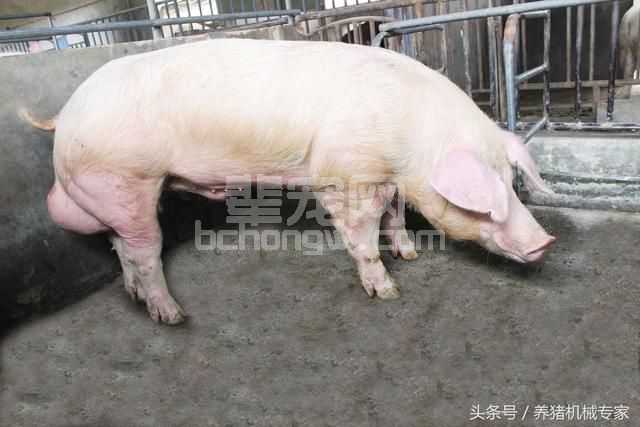 一个身价千万的养猪厂长把自己多年的养猪经验分享给大家